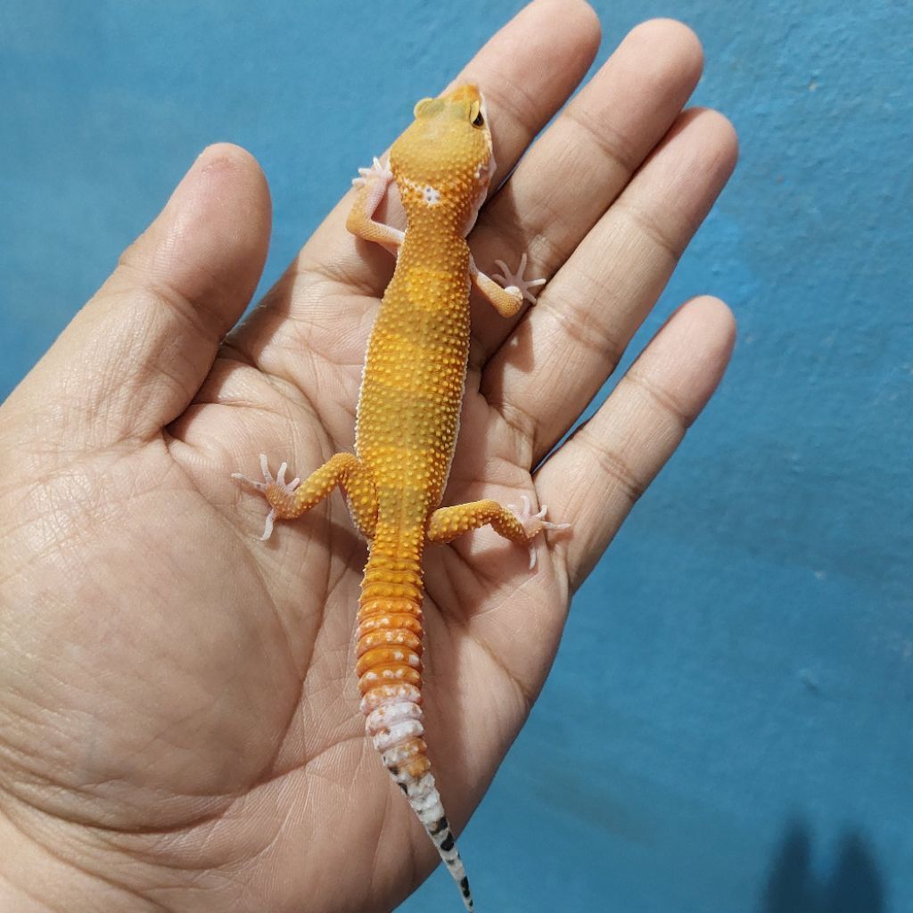 Mainan Leopard Gecko Emerine