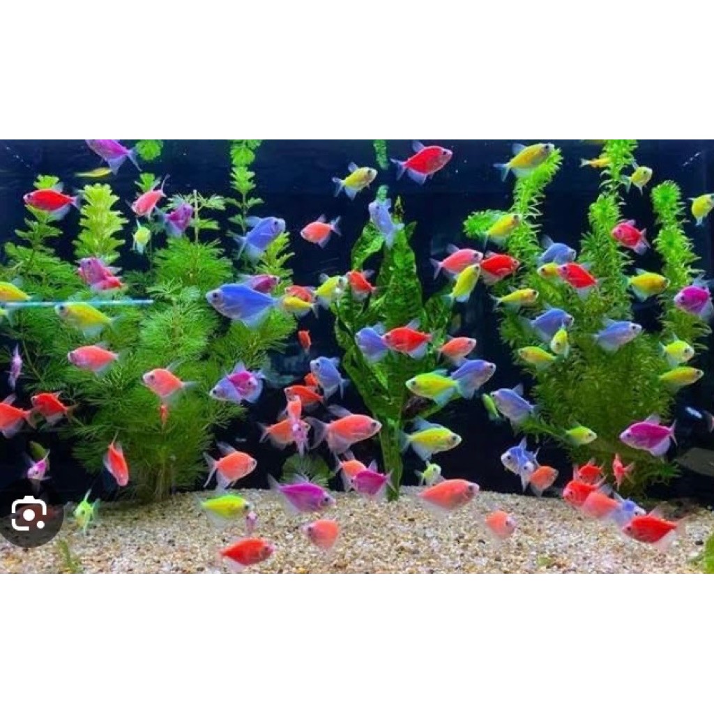 glofish tetra banyak warna  paket 10ekor