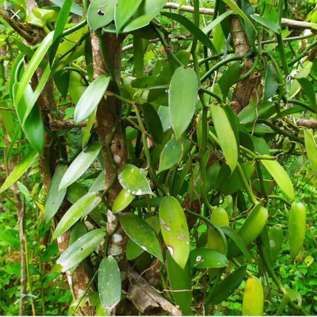Bibit Vanili (Vanilla planifolia)