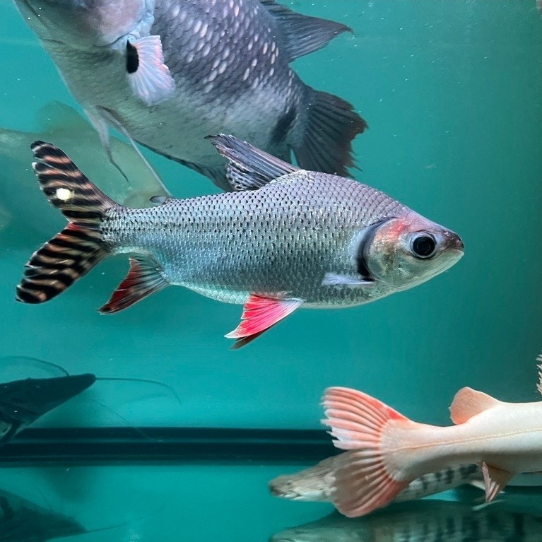 red feifeng RFF Jumbo