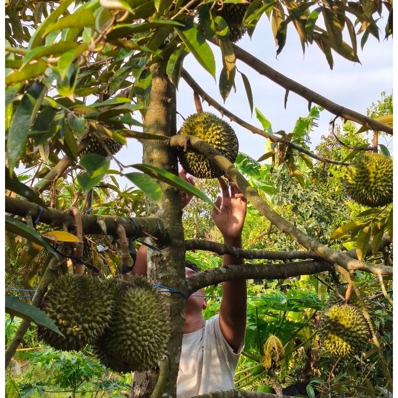 Buah Utuh Durian Musang King