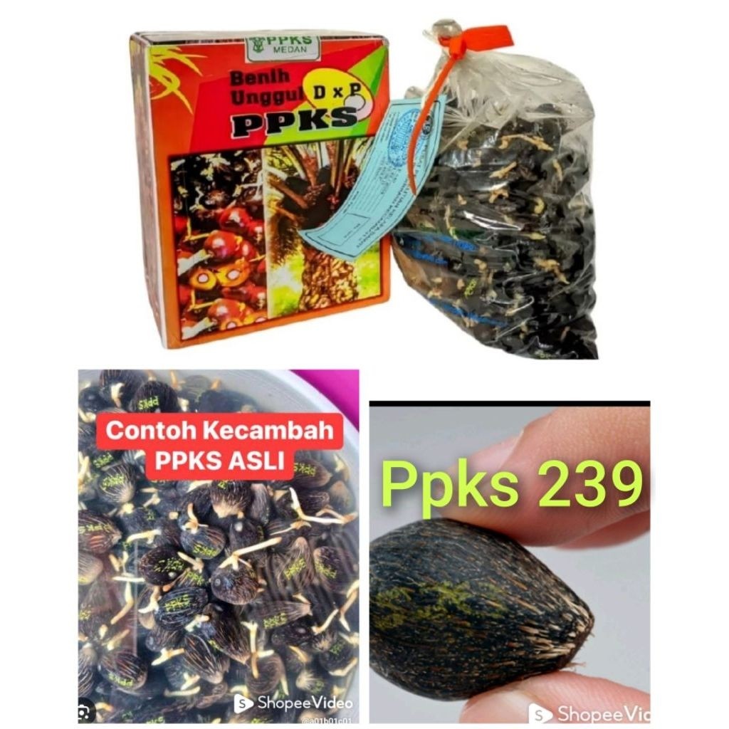 Bibit Kecambah Sawit Unggul PPKS 239 Bersertifikat