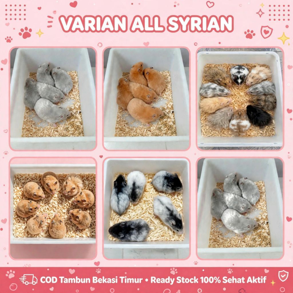hamster syrian satin dan long hair via instant