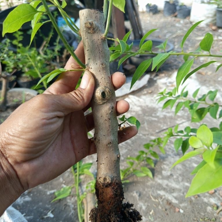 Bougenville Bahan Bogel Batang Besar