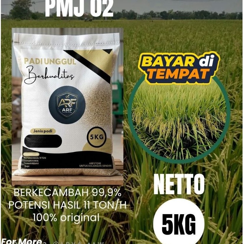 Padi ARF Padi Unggul Berkualitas 5kg Jenis Padi PMJ 02