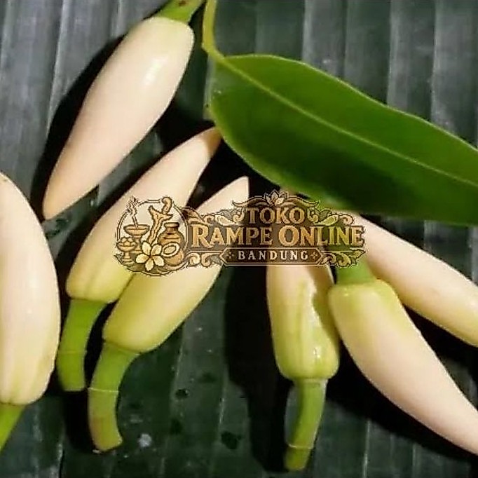 Kembang Kantil Fresh Segar Satuan Pcs