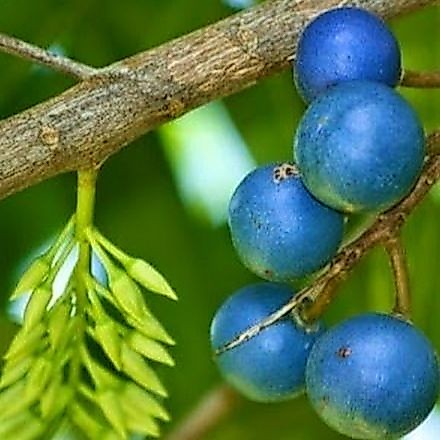 Bibit Benih Buah Jenitri (2 Butir)