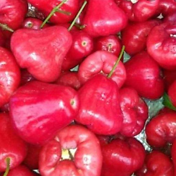 READY Buah jambu air merah rujakan 1kg