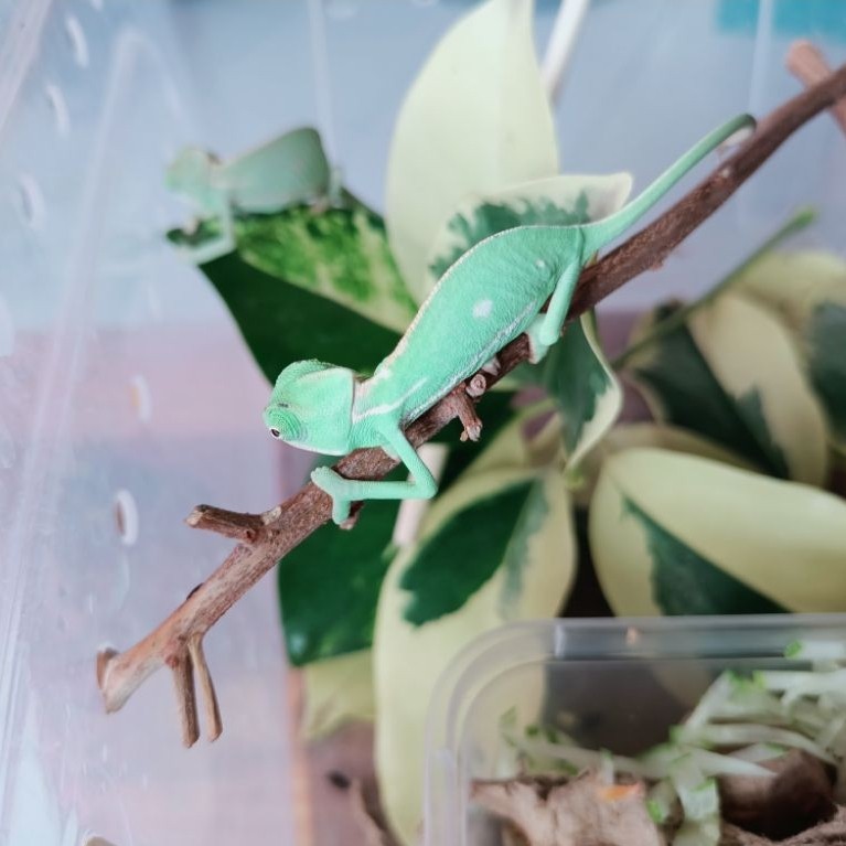 Chameleon Veiled