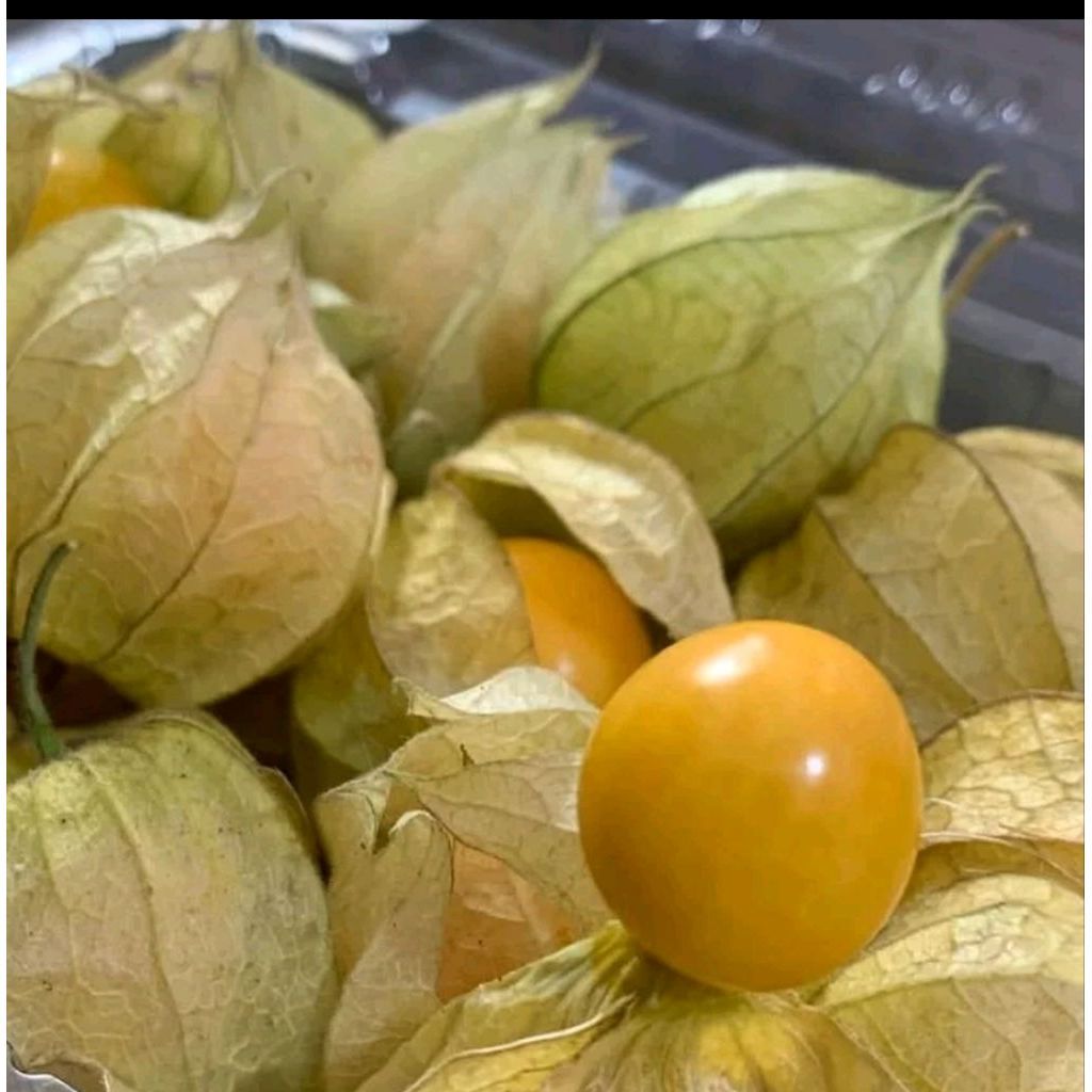 Buah Ciplukan Fresh / Buah Ciplukan Segar/ Buah Golden Berry / Pack