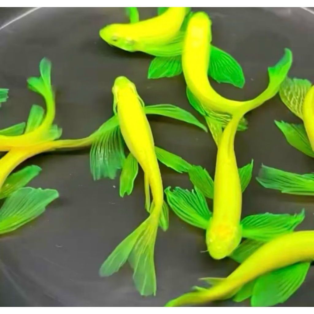 dekorasi aquarium aquaseceps 20 eqor HIAS AIR TAWAR - ELECTRIC GREEN DANIO SLAYER / ZEBRA HIJAU SLAY