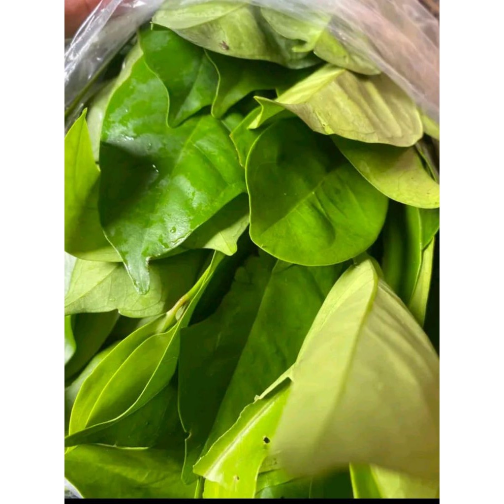 

daun salam segar bumbu dapur (1kg) rempah