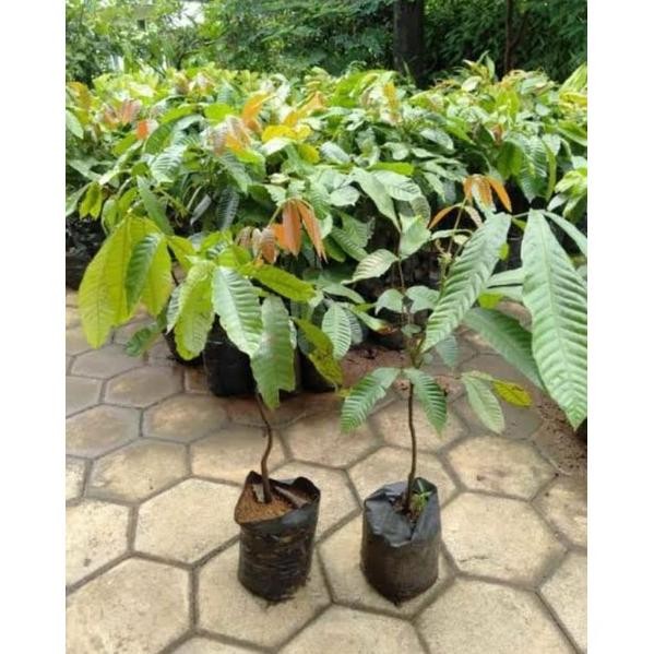 Bibit Buah Matoa Super Unggul Cepat Berbuah