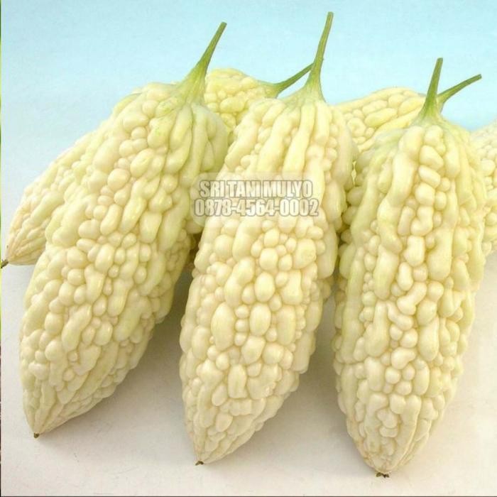 Cod - Benih Bibit Pare Putih High Moon - Bibit Tanaman Sayur Sayuran Pare