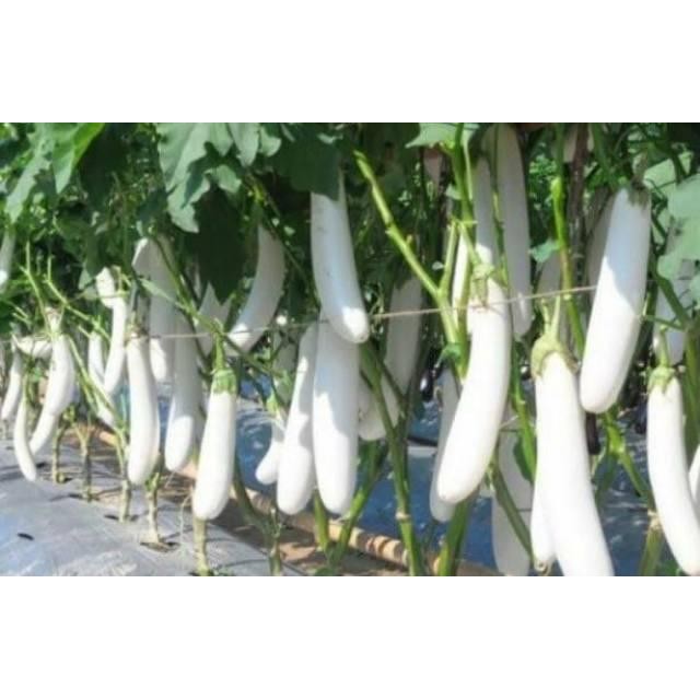 Cod - 50 Biji - Benih Terong Putih Unggul Pulus - Bibit Sayur Sayuran