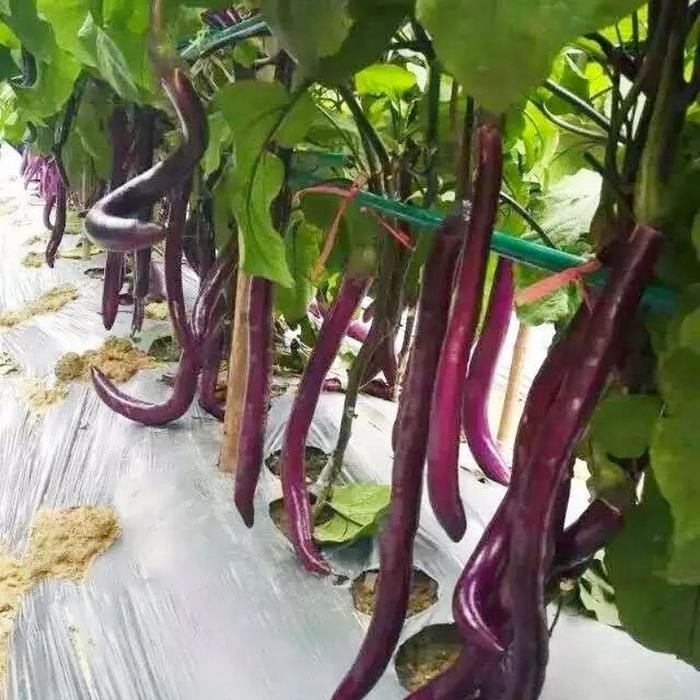 [Cod] - 25 Biji - Benih Terong Ungu Welut - Terong Ungu Panjang - Mudah Tumbuh Bibit Sayuran Benih S