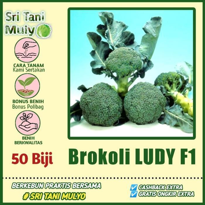 

Cod - 50 Biji - Benih Brokoli Hijau Ludy F1 Import - Toleran Panas - Bibit