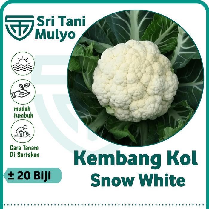 

Cod - 20 Biji - Benih Kembang Kol Hibrida Snow White Known You Seed - Bibit Bunga Kol Putih Jumbo Import - Bibit Sayuran Benih Sayuran