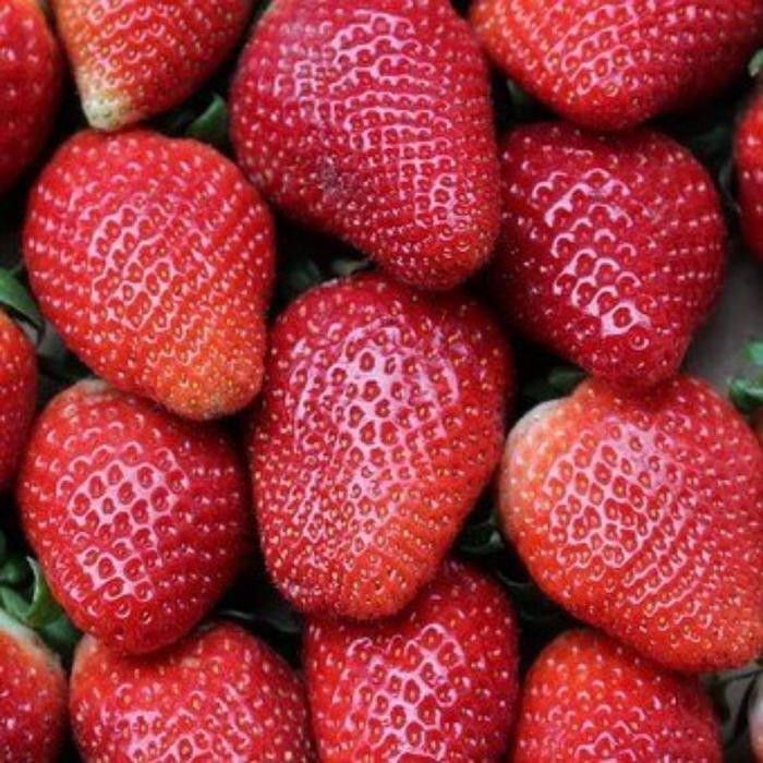 Cod - 10 Biji - Benih Strawberry Merah Jumbo - Bibit Stroberi Unggulan - Benih Buah Strawberi Manis