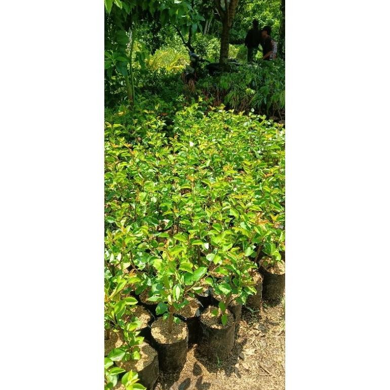 Bibit Buah Pir Madu Super Manis Hasil Cangkok Cepat Berbuah