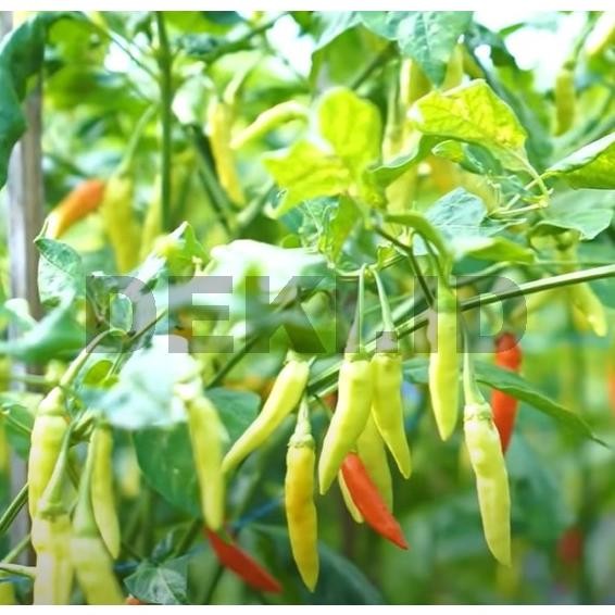 Benih Cabe Maros Bibit Cabai Rawit Unggul 10 Gram Tba Seed