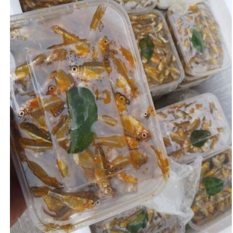 

ikan wader ungkep tinggal goreng sudah berbumbu