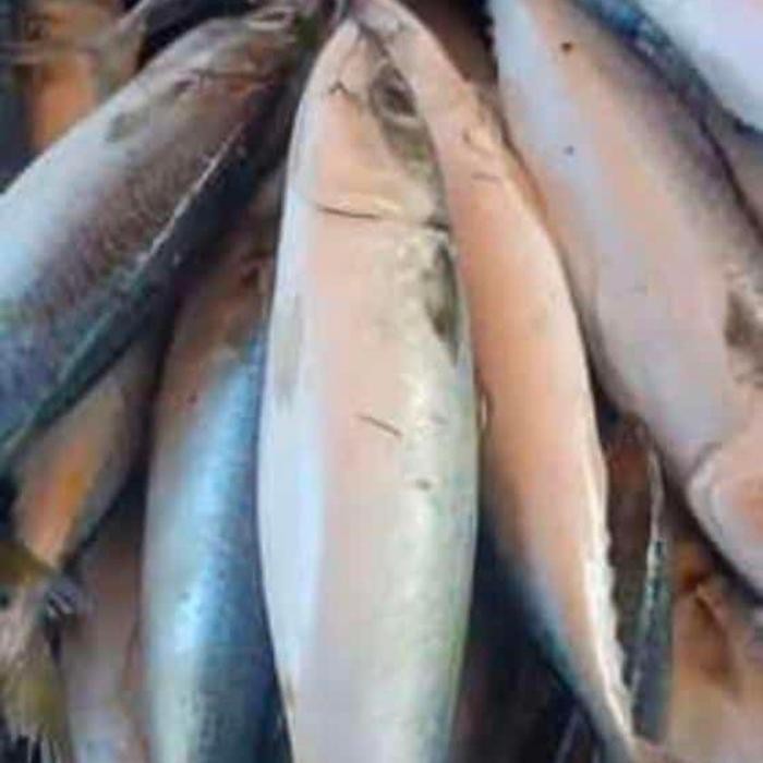 

HSS Ikan Salem 1kg jual lauk pauk Frozen food makanan beku harga grosir murah kualitas terjamin lengkap