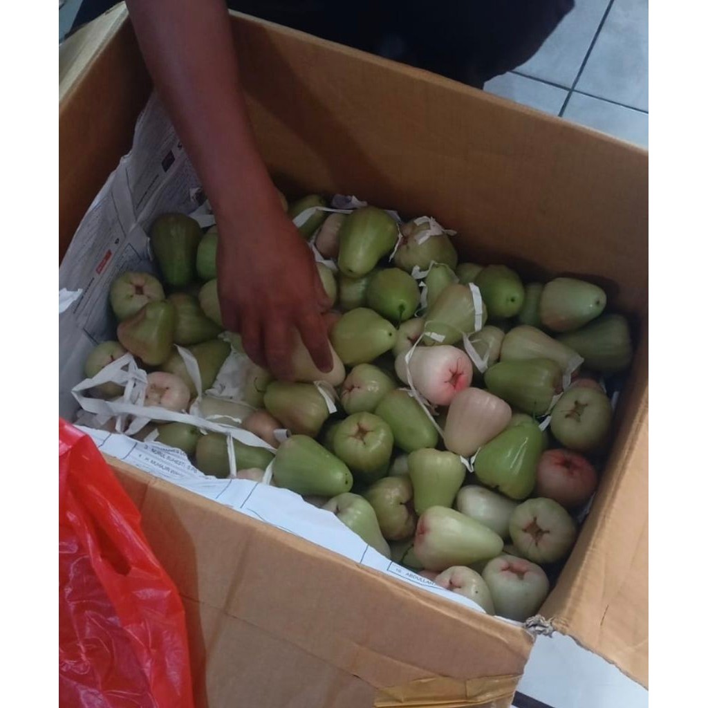 

jambu air deli madu enaaak