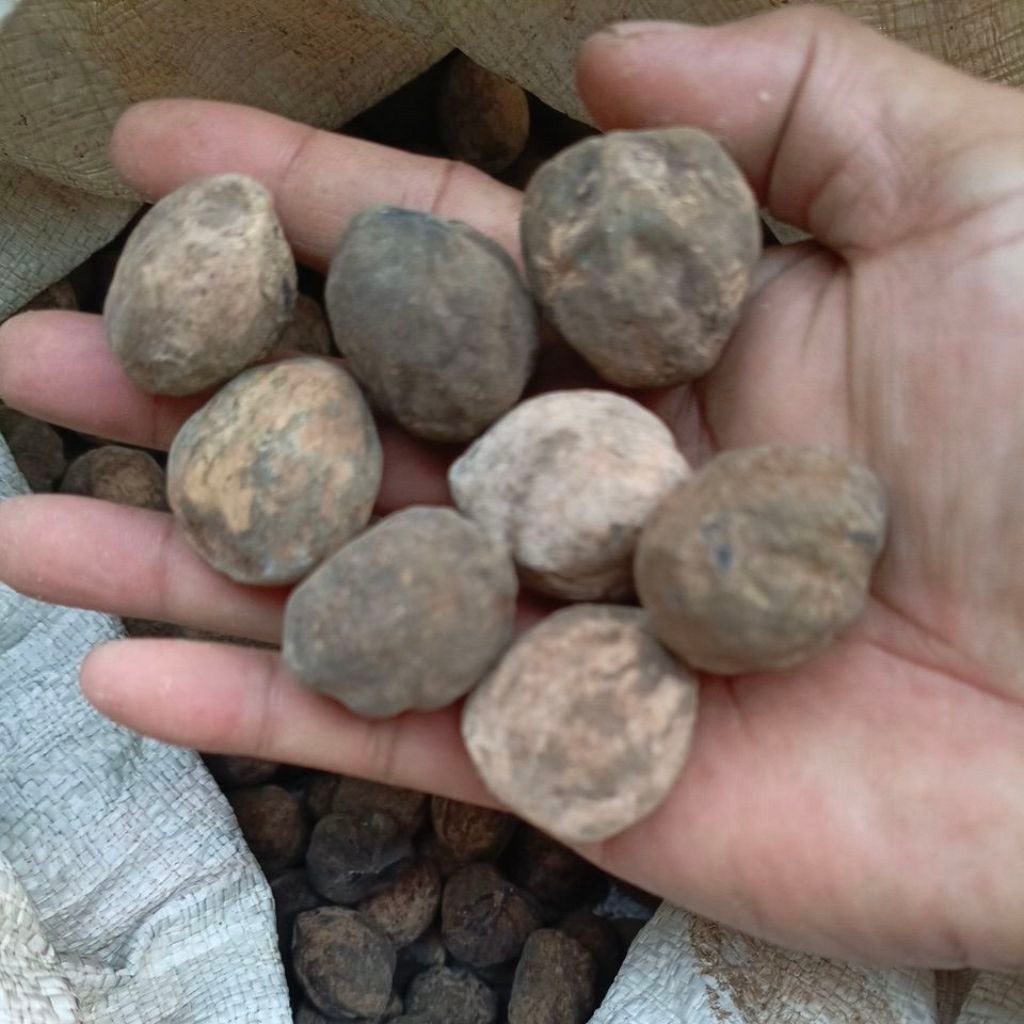 Biji Kemiri utuh 1 kg