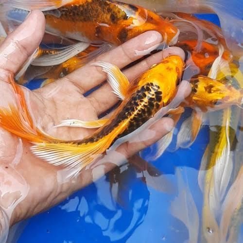 RAS IKAN KOI KUMPAY METALIK/IKAN HIAS AIR TAWAR /ikan hias aquascape