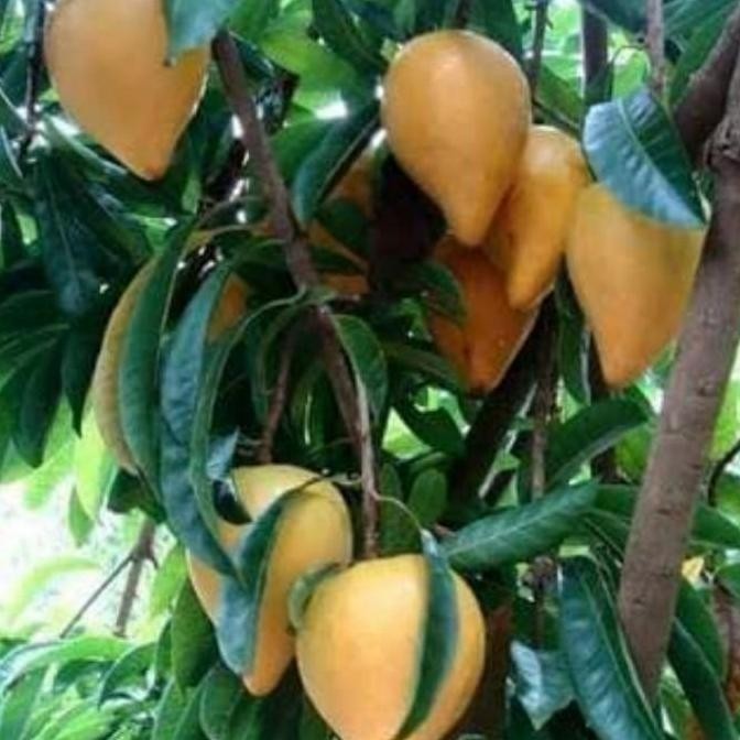 PREMIUM Bibit Tanaman/Pohon Buah Alkesa Sawo Mentega Langka Murah Berkualitas