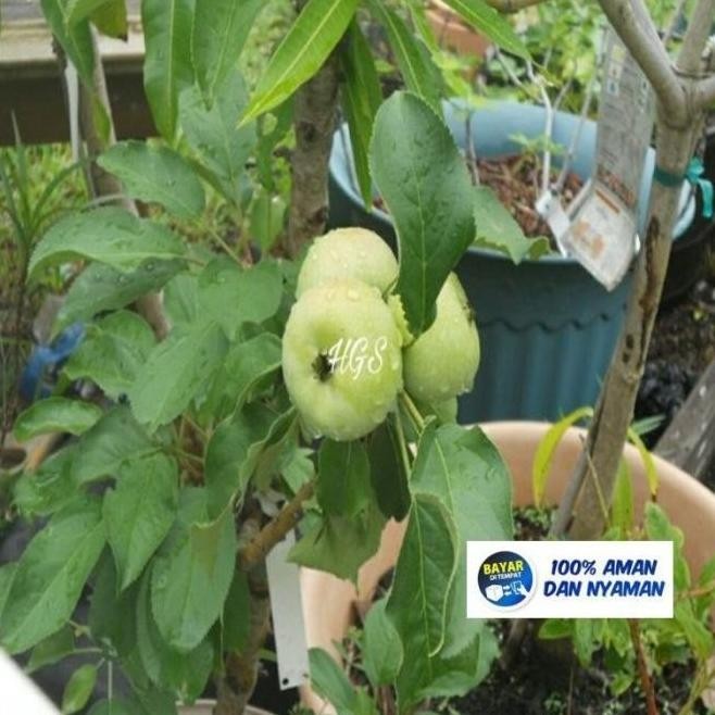 PREMIUM Beli 2 Gratis 1 Bibit Tanaman Buah Pohon Bidara India Apel Putsa TOBM ATV