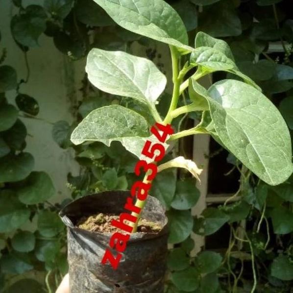 PREMIUM si BIBIT BUAH ANGKUNG SUDAH BERBUAH // TANAMAN ANGKUNG // ATZ