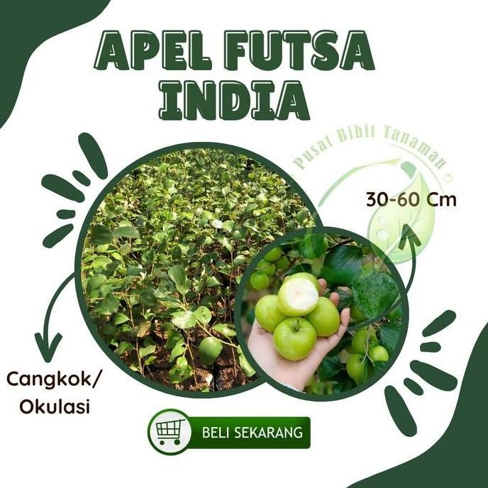 PREMIUM Bibit apel futsa India Tanaman Buah apel futsa putsa