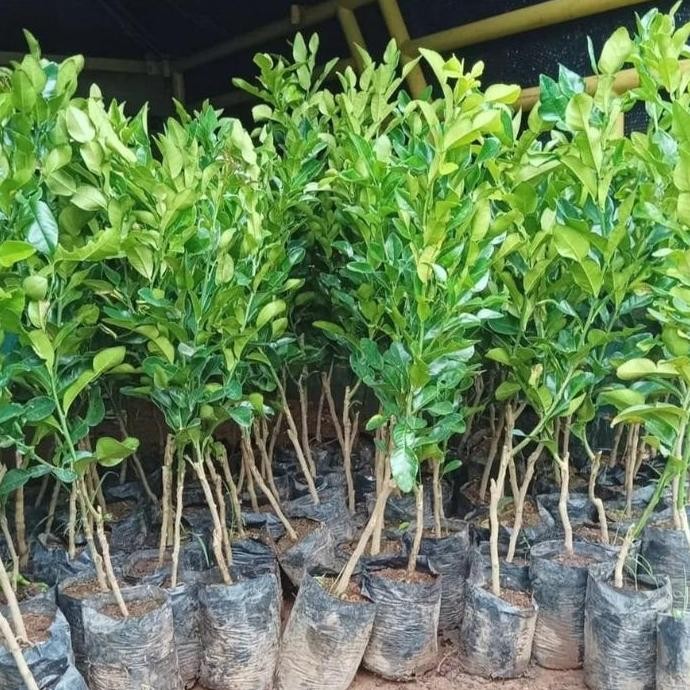 PREMIUM tanaman jeruk purut pohon buah jeruk purut bibit pohon jeruk purut