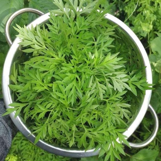 100 Biji - Benih Bibit sayuran KENIKIR lokal untuk sayur lalap, urap-urap dll bunga ungu