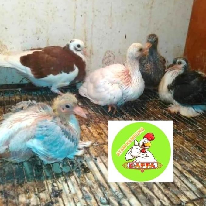 

DAGING BURUNG DARA (Piyik)