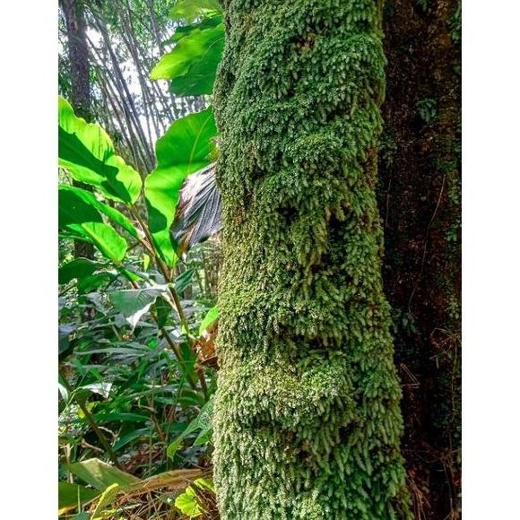 (Kemasan Plastik 5kg)Media Tanam Lumut Hidup / Moss Lumut Pinus & Lumut Tutup Pot