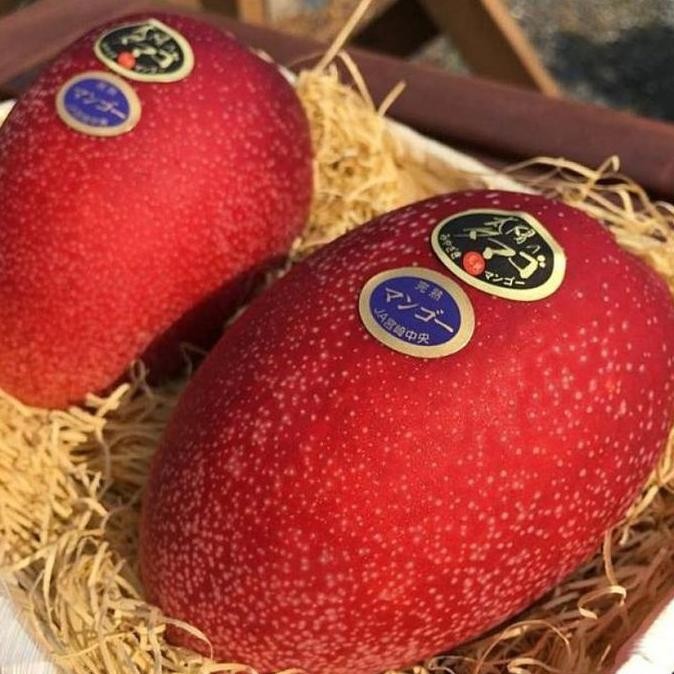 bibit mangga Miyazaki / mangga impor jepang