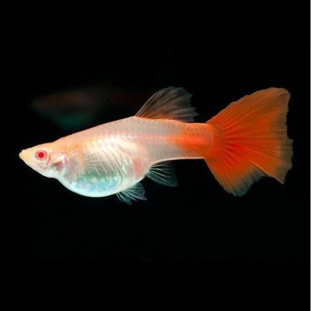 Guppy Albino Full Red ( AFR ) Mata Merah / Ikan Hias Air