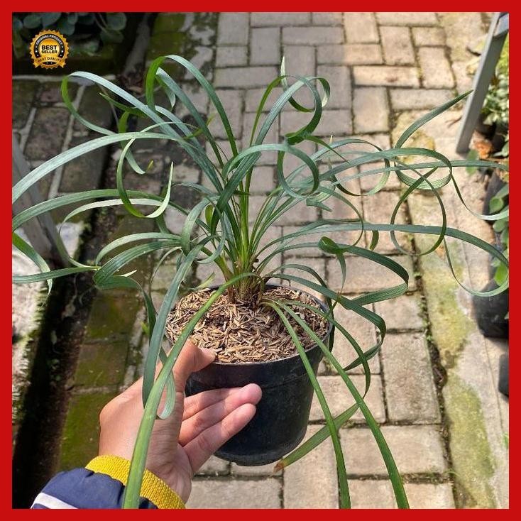(Best Saller) Ophiopogon Jaburan Curly - Tanaman Hias - Tanaman Murah Bestseller