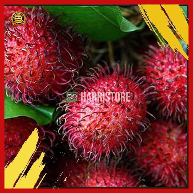 

(Ready) Rambutan Binjai Murah Bestseller