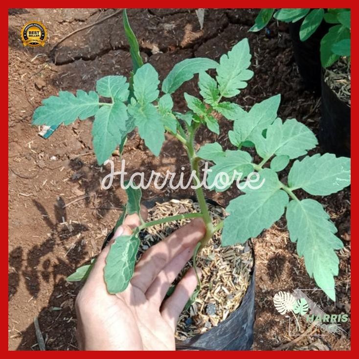 

(Best Saller) Bibit Tomat Tanaman Sayuran Buah Tomat Bestseller