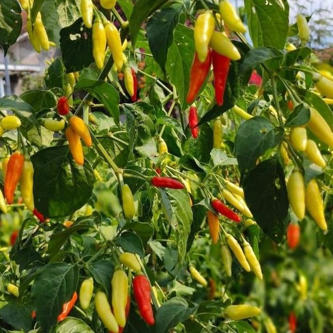 25 Biji - Benih Cabe Rawit KALIBER, unggulan cabe rawit merah juara