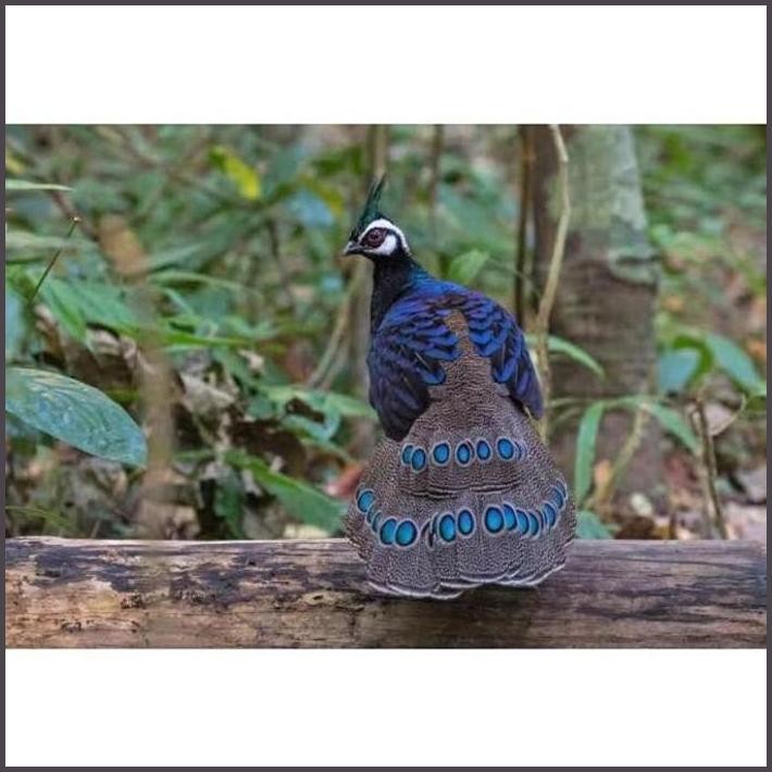 

FRESHH TELUR AYAM HIAS RINGNECK PALAWAN PHEASANT/ SIAP TETAS TERBARU