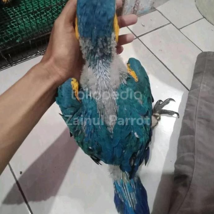 

Blue And Gold Macaw CO