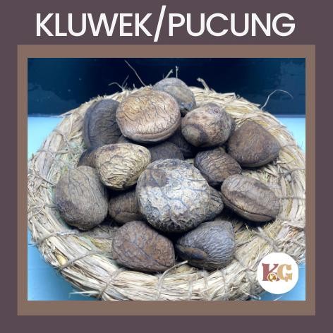 

gI TERMURAH KUALITAS Kluwek/Pucung Bumbu Masak Rempah 250gr