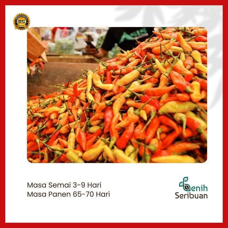 (Diskon) 10 Bibit Cabe Rawit Hibrida F1 Lentera Benih Cabai Rawit Merah Setan Bestseller