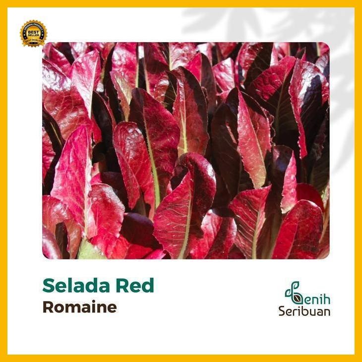 (Ready) 100 Benih Selada Red Romaine Merah Bibit Sayuran Lettuce Romain Super Bestseller