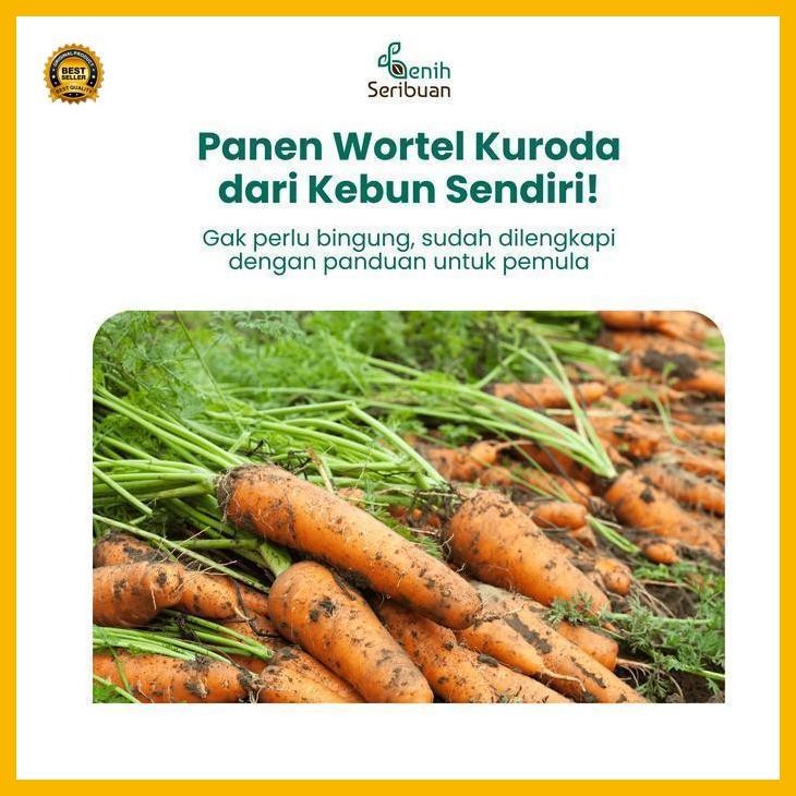 

(Termurah) Benih Wortel Kuroda - Benih Sayuran Seribuan Bestseller